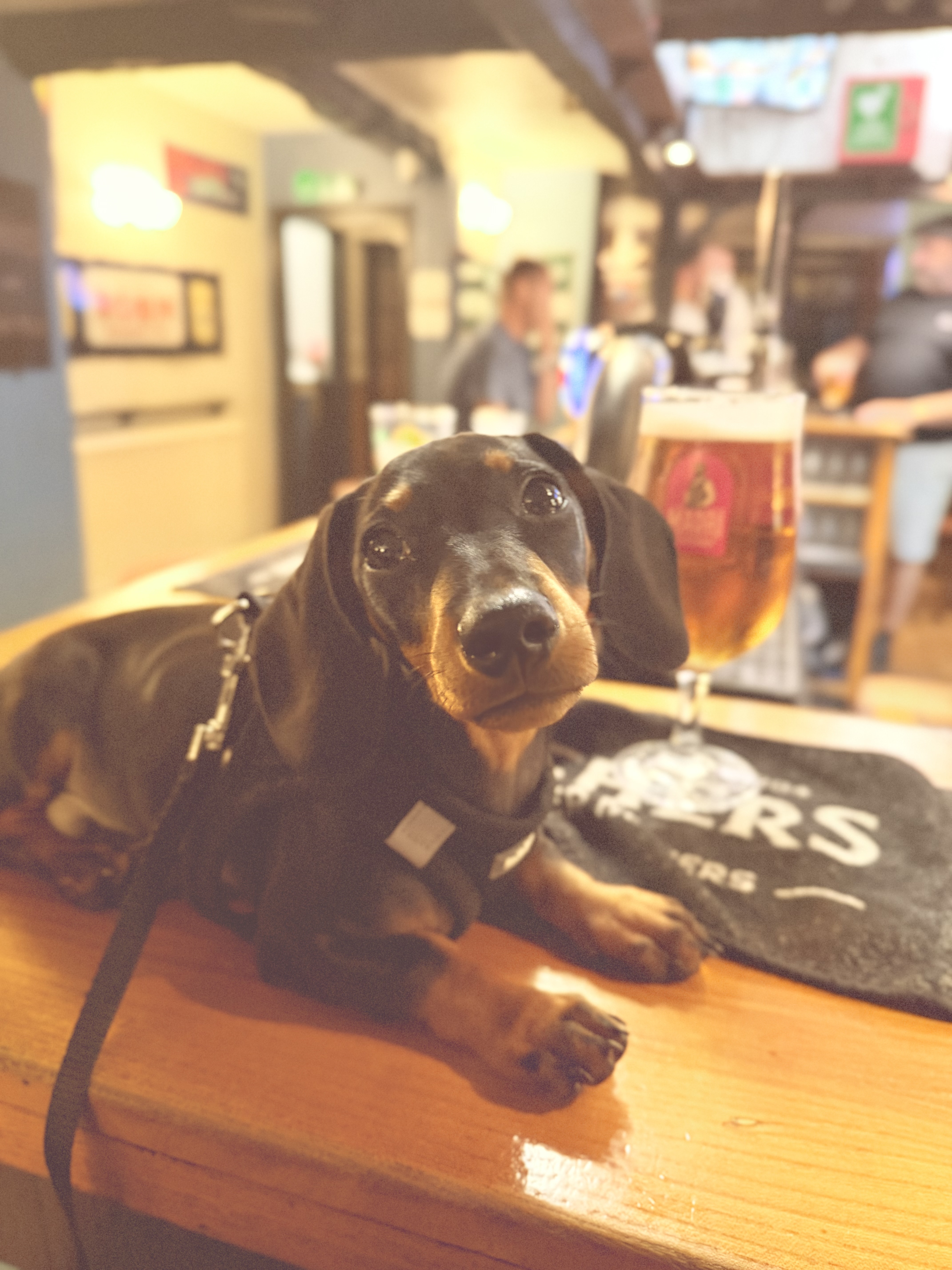Chewie, Dog in Chief @ Deans Walk Inn